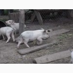 Продам свиней беконой породи