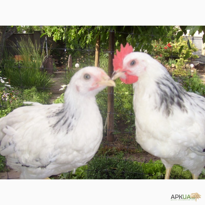 Фото 6. Суточный цыпленок Адлер серебристый