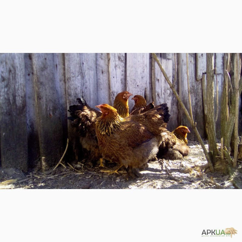 Фото 10. Куры брама куропатчатая цыплята инкубационное яйцо