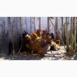 Куры брама куропатчатая цыплята инкубационное яйцо