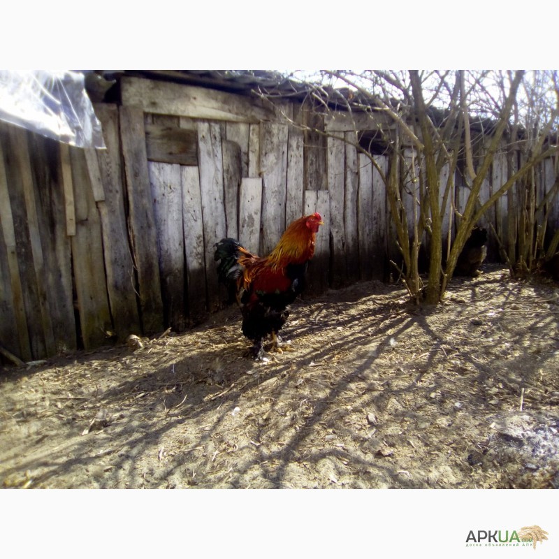 Фото 11. Куры брама куропатчатая цыплята инкубационное яйцо