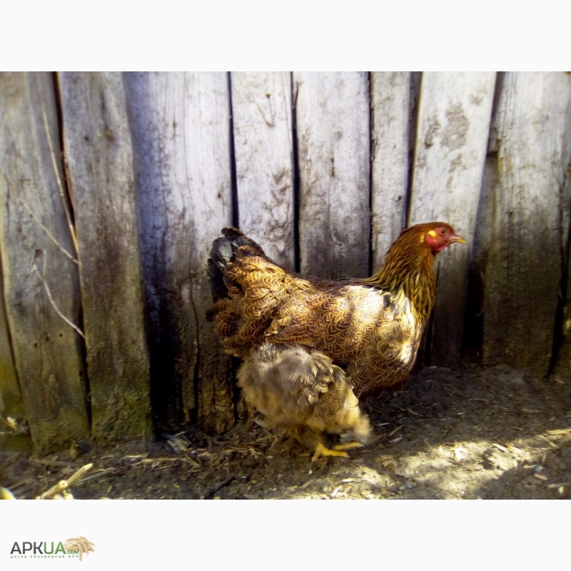 Фото 12. Куры брама куропатчатая цыплята инкубационное яйцо