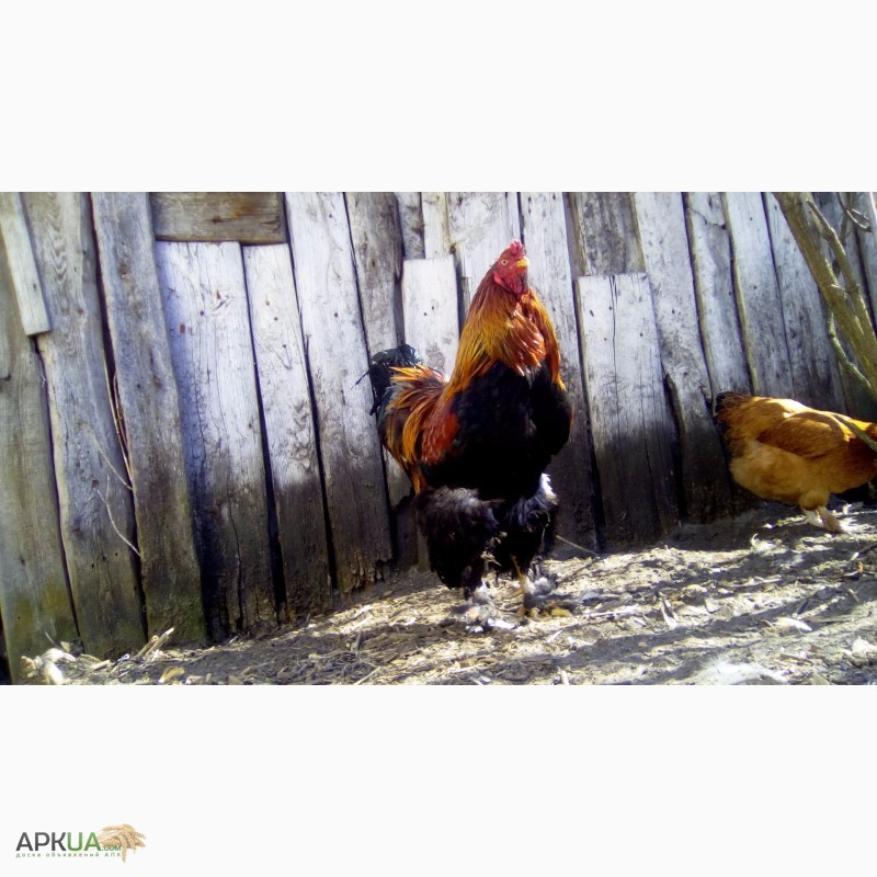 Фото 4. Куры брама куропатчатая цыплята инкубационное яйцо