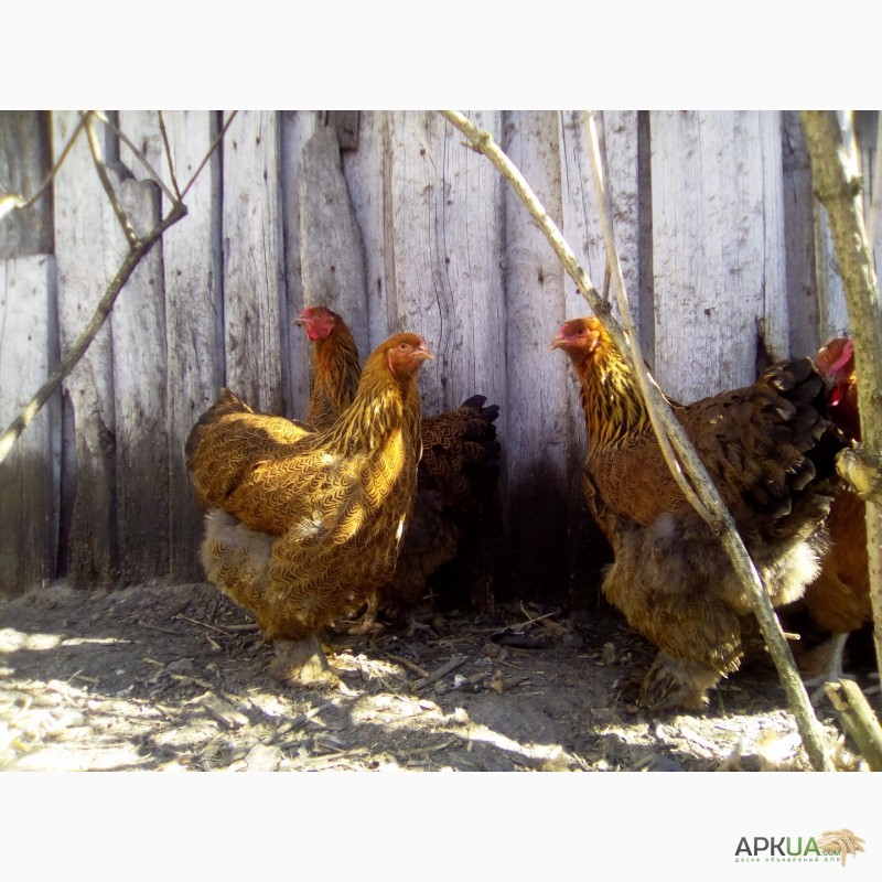 Фото 6. Куры брама куропатчатая цыплята инкубационное яйцо