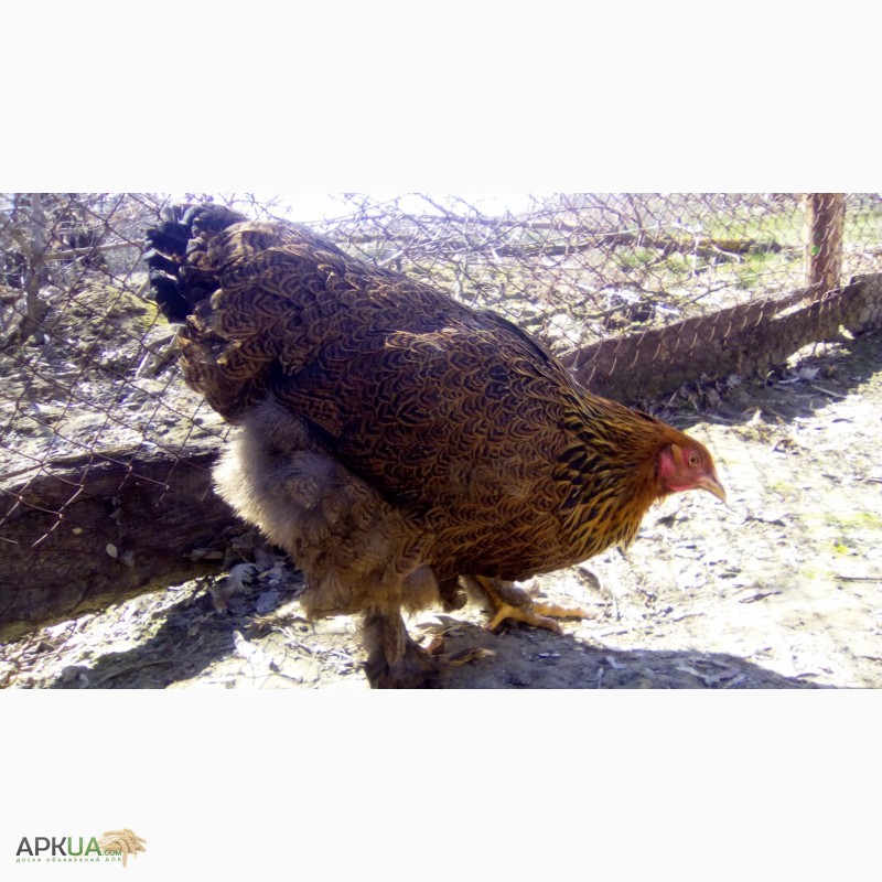 Фото 8. Куры брама куропатчатая цыплята инкубационное яйцо
