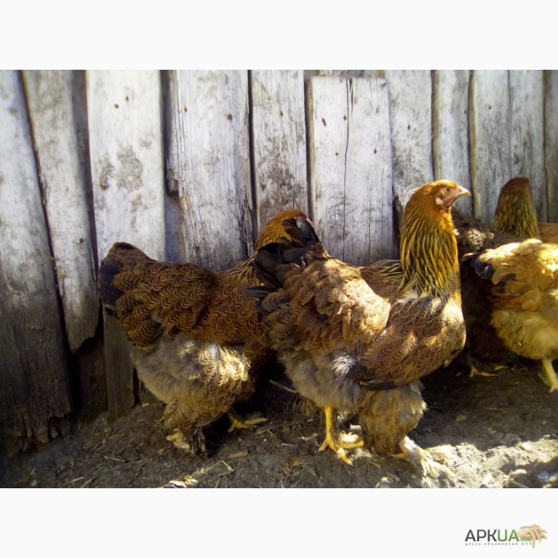 Фото 9. Куры брама куропатчатая цыплята инкубационное яйцо