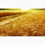Семена озимой пшеницы сорта Актёр