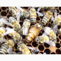 Пчеломатки бакфаст, итальянка на 2019г