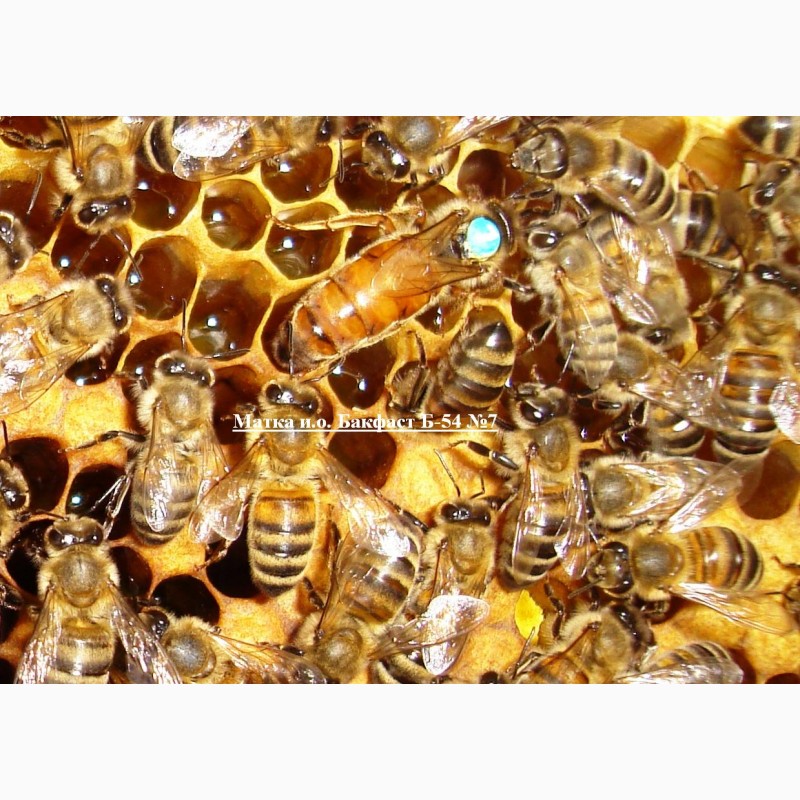 Фото 6. Пчеломатки бакфаст, итальянка на 2019г