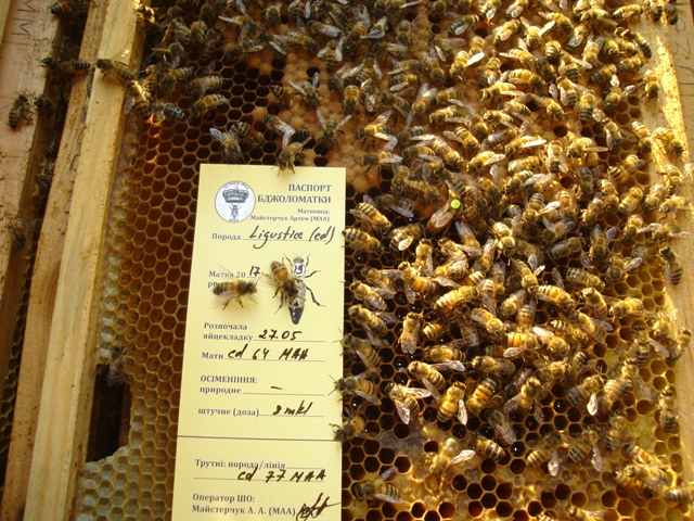Фото 8. Пчеломатки бакфаст, итальянка на 2019г