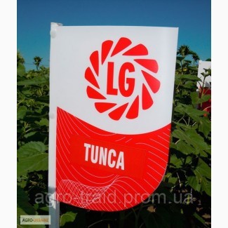 Семена подсолнечника Тунка (Tunca), Днепропетровская область