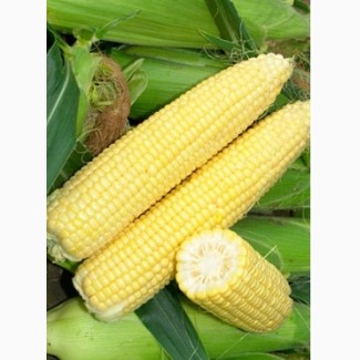 Семена кукурузы Монсанто ДКС 2960 ФАО 250