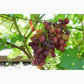 Фирма предлагает оптом виноград