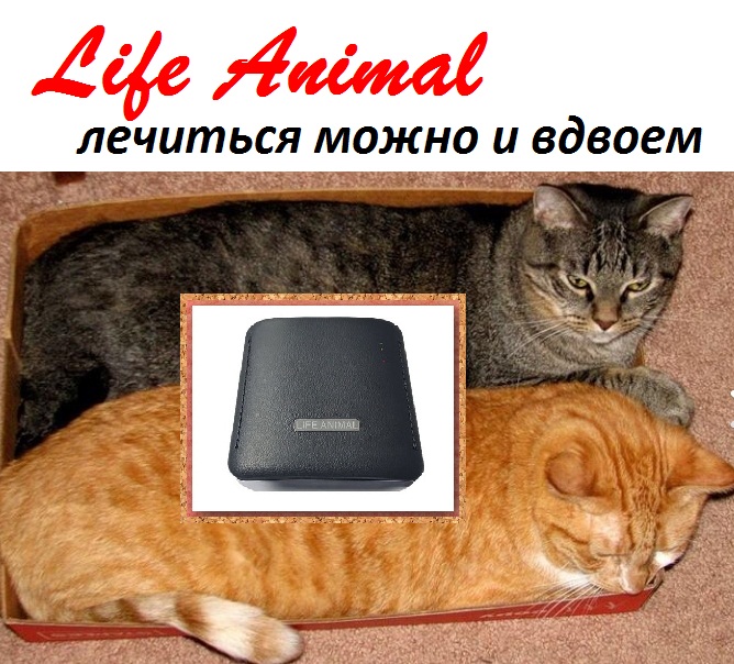 Фото 2. Купи Life Animal для лечения животных. 4 уровня мощности. Кешбэк 10%