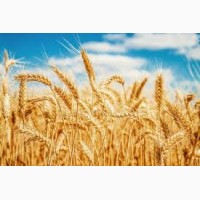 Підприємство постійно закуповує пшеницю