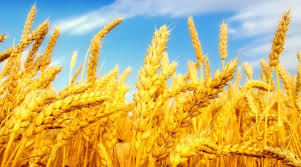 Фото 4. Підприємство постійно закуповує пшеницю