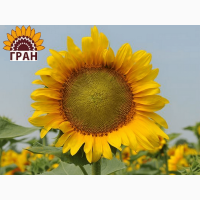НКФ «ГРАН» пропонує соняшникове насіння класичного гібриду «Кардинал»