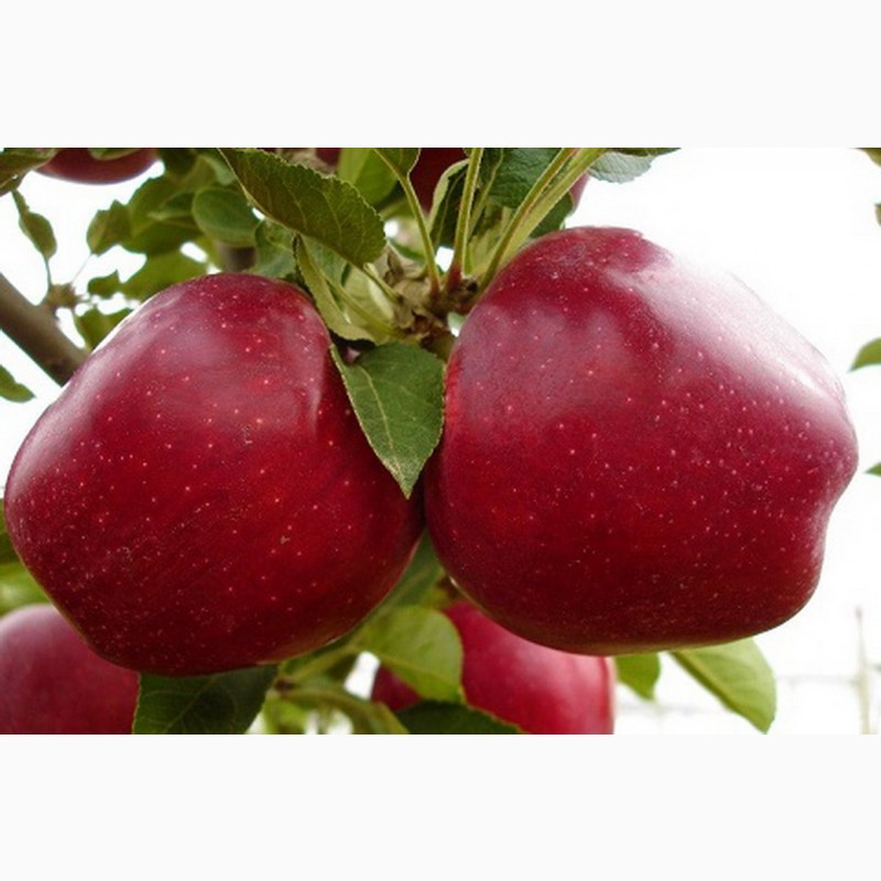 Фото 2. ПРОДАМ саджанці яблунь середньорослі ММ-106 - саженцы яблони
