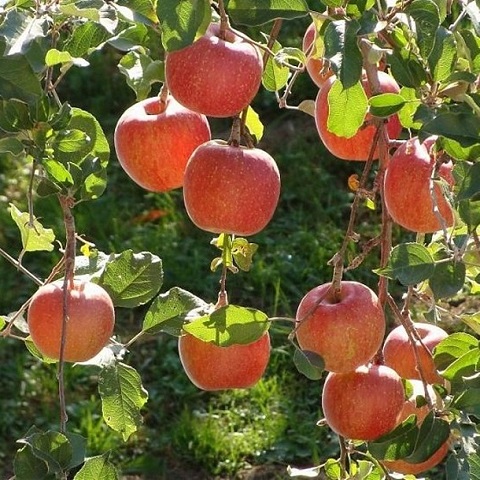 Фото 4. ПРОДАМ саджанці яблунь середньорослі ММ-106 - саженцы яблони