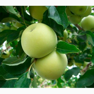 ПРОДАМ саджанці яблунь середньорослі ММ-106 - саженцы яблони