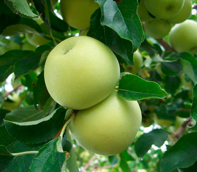 ПРОДАМ саджанці яблунь середньорослі ММ-106 - саженцы яблони