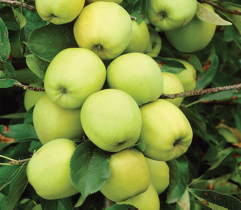 Фото 6. ПРОДАМ саджанці яблунь середньорослі ММ-106 - саженцы яблони