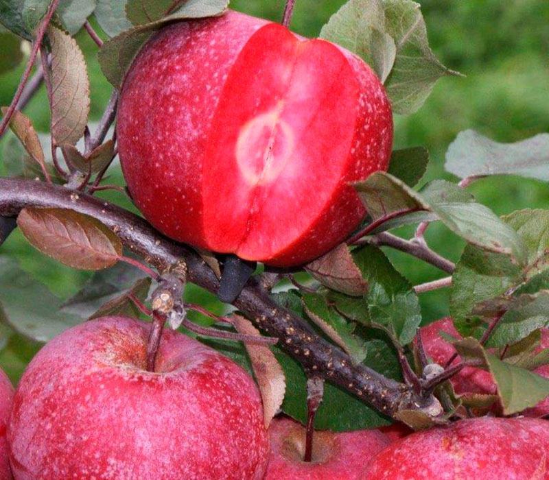 Фото 7. ПРОДАМ саджанці яблунь середньорослі ММ-106 - саженцы яблони