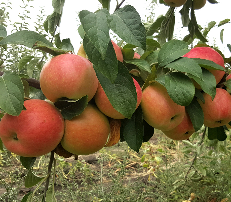 Фото 8. ПРОДАМ саджанці яблунь середньорослі ММ-106 - саженцы яблони