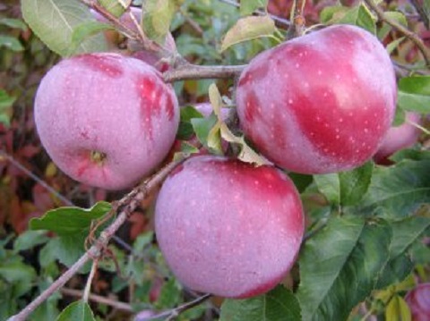 Фото 9. ПРОДАМ саджанці яблунь середньорослі ММ-106 - саженцы яблони