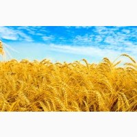 Купуємо оптом пшеницю, продовольчу та фуражну