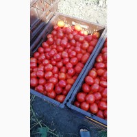 Продажа помидор, сорт Асвон и Адванс