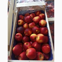 Продам яблоки от Польского производителя