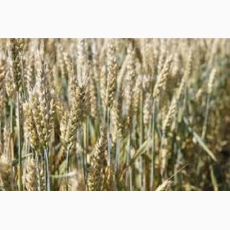 Озимая мягкая пшеница Тайра