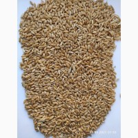 Продам пшеницу яровую твёрдую (дурум, Tríticum dúrum )-300т