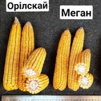 Семена кукурузы Меган