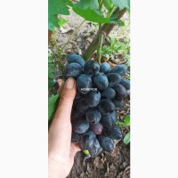 Саженцы винограда розница и опт. Более 150 сортов
