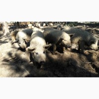 Продается стадо свинок породы - Мангалица НА УБОЙ