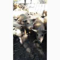 Продаются свинки породы Мангалица