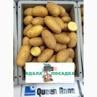 Продам насінневу картоплю Королева Анна. Надсилання кур#039; єрськими службами