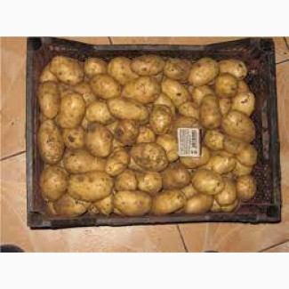 Продам насінневу картоплю Білароса оптом