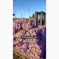 Продам картоплю оптом. Врожай 2022 року
