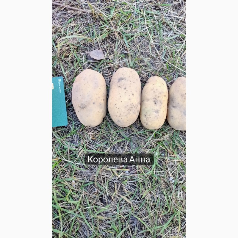 Фото 3. Продам картоплю оптом. Врожай 2022 року