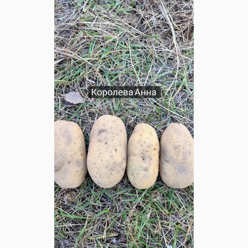 Фото 5. Продам картоплю оптом. Врожай 2022 року