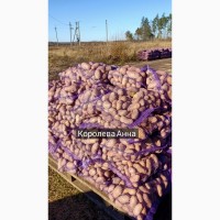 Продам картоплю оптом. Врожай 2022 року