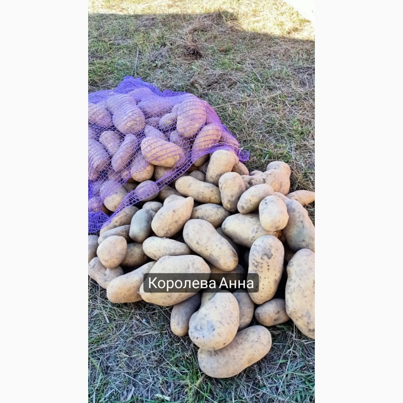 Фото 9. Продам картоплю оптом. Врожай 2022 року