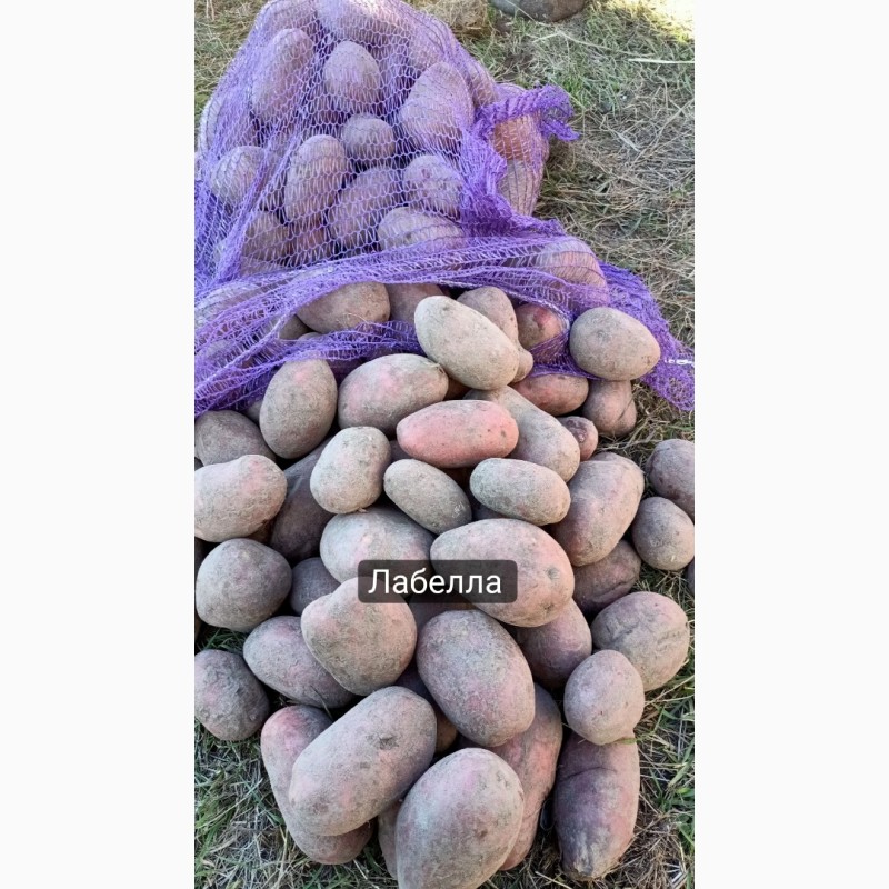 Фото 19. Продам картоплю оптом. Врожай 2022 року