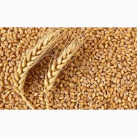 Продам пшеницю 3клас-фураж ( 2ф)