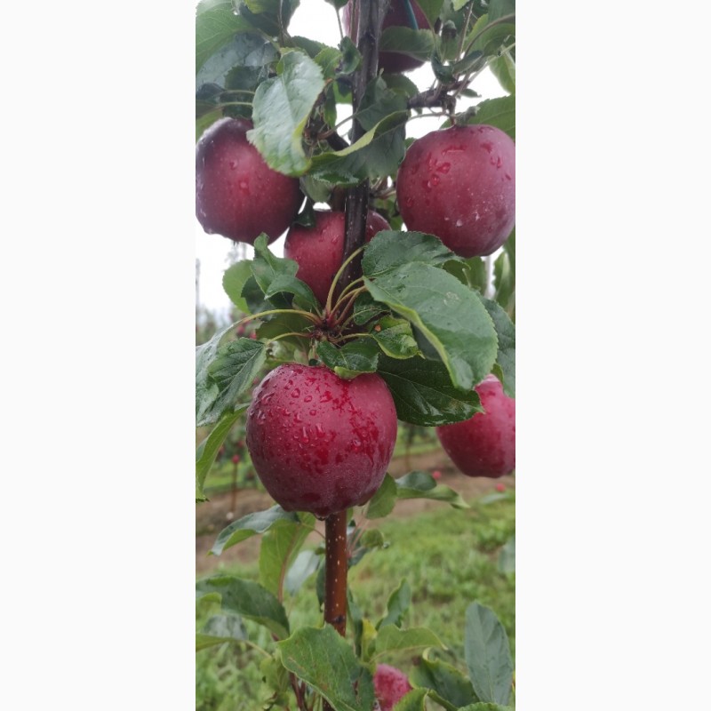 Фото 2. Продаю яблука з саду сорту Гала шніга шніко ред. Гала шніга 2023 року