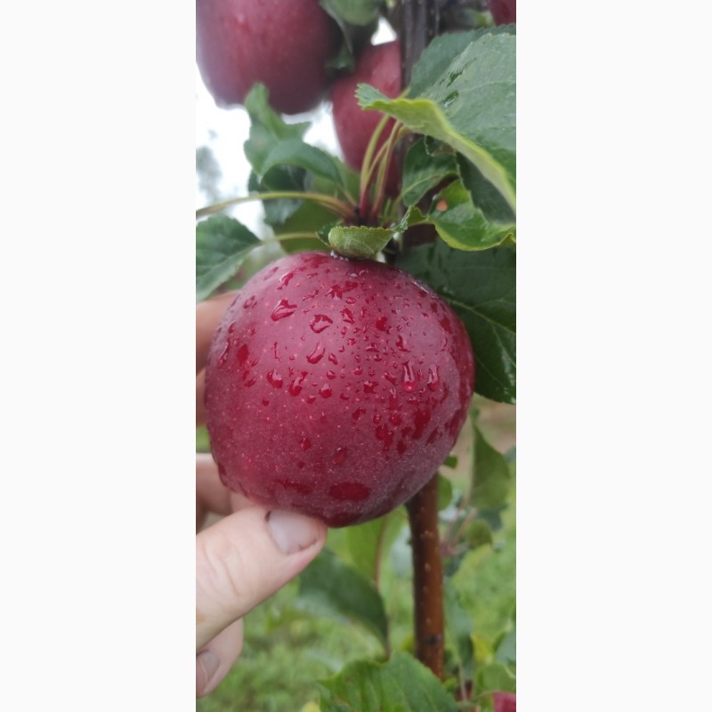 Фото 3. Продаю яблука з саду сорту Гала шніга шніко ред. Гала шніга 2023 року
