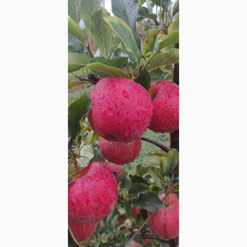 Фото 4. Продаю яблука з саду сорту Гала шніга шніко ред. Гала шніга 2023 року